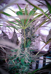 Somango xxL F+25.jpg