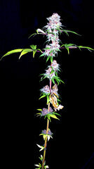 FLO+76  Forbidden Banana bud 14.jpg