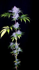 FLO+76  Forbidden Banana bud 28.jpg