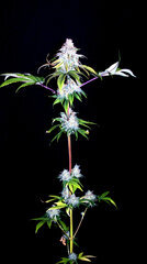 FLO+76  Forbidden Banana bud 20.jpg