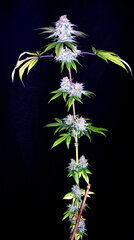 FLO+76  Forbidden Banana bud 26.jpg