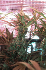 Somango XXL 12/12 +47