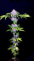 FLO+76  Forbidden Banana bud 10.jpg