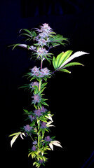 FLO+76  Forbidden Banana bud 22.jpg