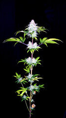 FLO+76  Forbidden Banana bud 12.jpg
