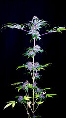 FLO+76  Forbidden Banana bud 6.jpg