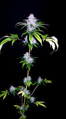 FLO+76  Forbidden Banana bud 18.jpg