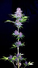 FLO+76  Forbidden Banana bud 17.jpg