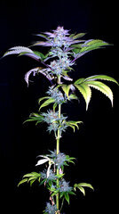 FLO+76  Forbidden Banana bud 16.jpg
