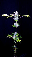 FLO+76  Forbidden Banana bud 25.jpg