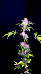 FLO+76  Forbidden Banana bud 7.jpg