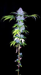 FLO+76  Forbidden Banana bud 2.jpg