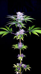 FLO+76  Forbidden Banana bud 15.jpg