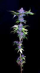 FLO+76  Forbidden Banana bud 9.jpg