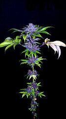 FLO+76  Forbidden Banana bud 13.jpg