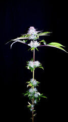 FLO+76  Forbidden Banana bud 27.jpg