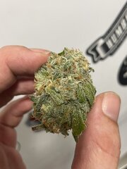Papaya BX1