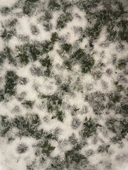 IMG_4056.jpeg