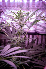 xTechlight TuboRack 16Watts x8 12/12 +30