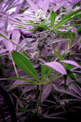xTechlight TuboRack 16Watts x8 12/12 +30
