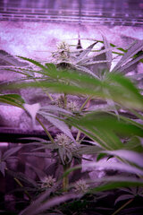 xTechlight TuboRack 16Watts x8 12/12 +30