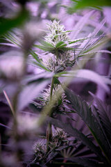 xTechlight TuboRack 16Watts x8 12/12 +30