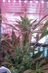 Somango XXL 12/12 +45