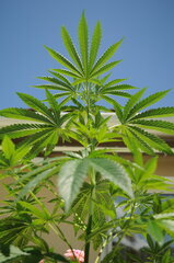 BUBBA KUSH