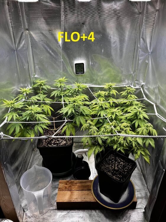 FLO+4.jpg