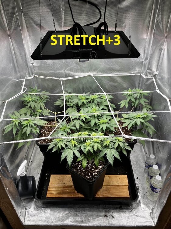 STRETCH+3.jpg