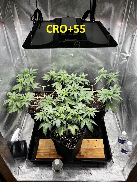 CRO+55.jpg
