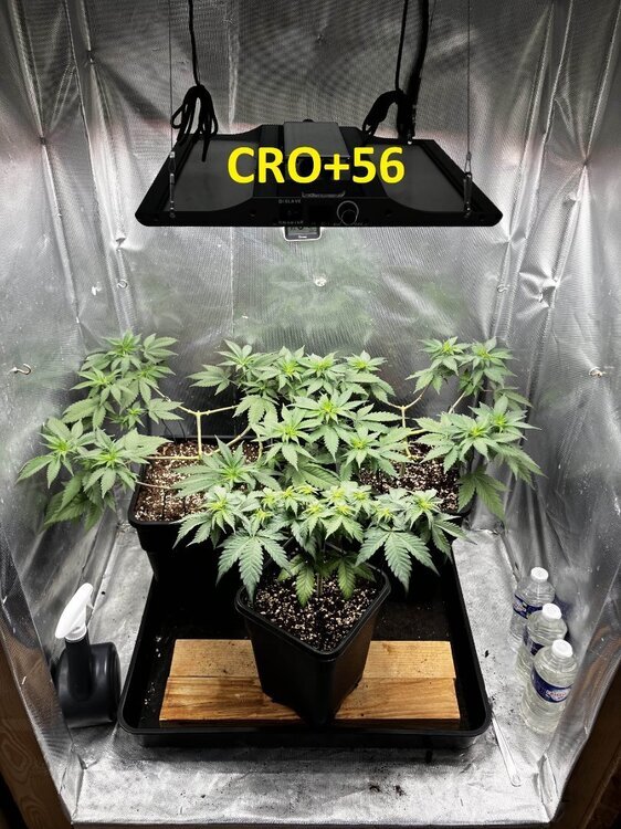 CRO+56.jpg