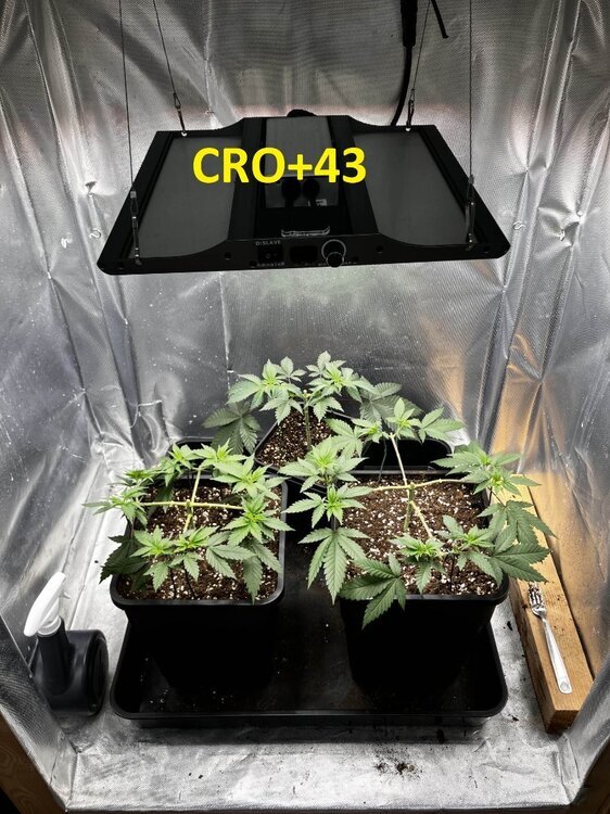 CRO+43.jpg