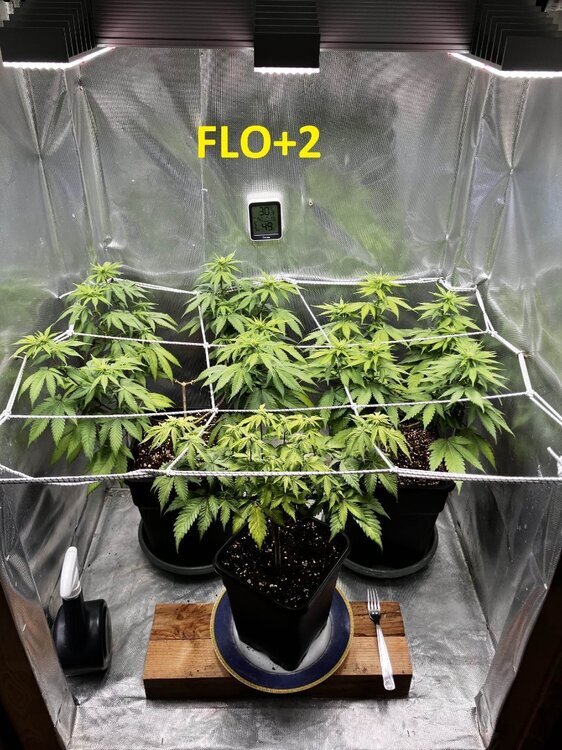 FLO+2.jpg
