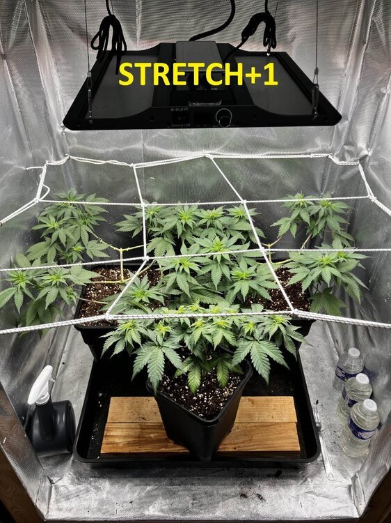 STRETCH+1.jpg