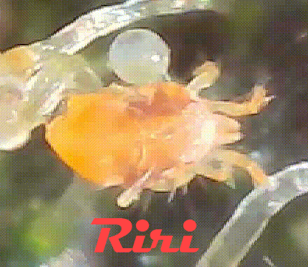 389797257_Araigne-Movie-GIF-1.gif.9c2dd2a2fe204272e614be2194.gif.b89057c0af20e03f7591b05acc5dc528.gif