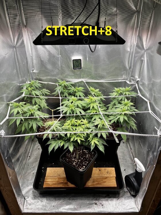 STRETCH+8.jpg