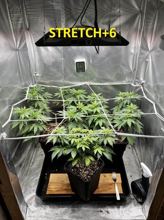 STRETCH+6.jpg