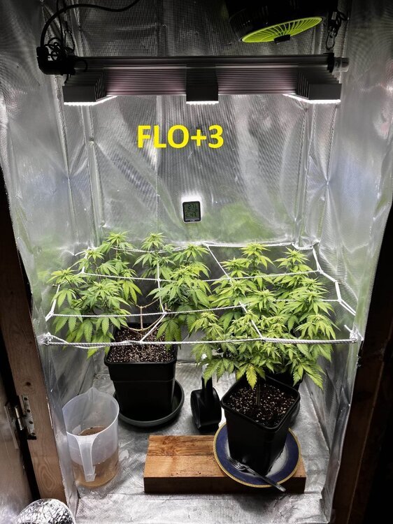 FLO+3.jpg