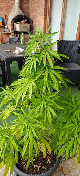 IMG20250820123405.jpg