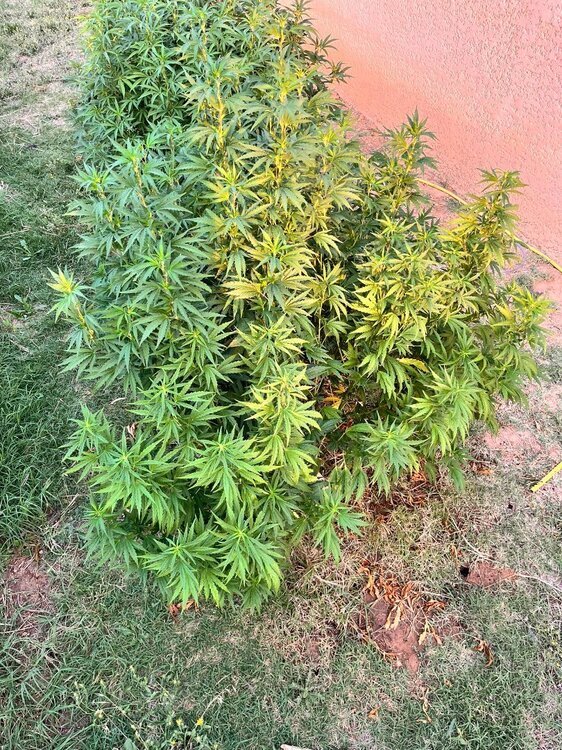 IMG_5573.thumb.JPEG.1fef2aba9e8ddac19d3e8981bc808329.JPEG