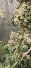 Afghani 1 4.jpg