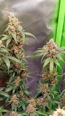 Triple berry F2