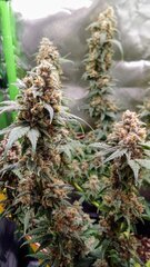 Tripleberry F2 kwickseed