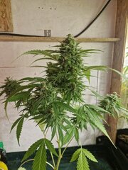 SensiStar 1 +47