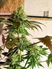 ChemSoda Cookie1 +47