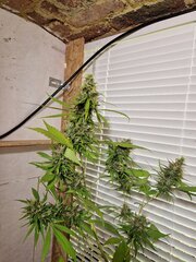 +50 Skunk NLD 5.jpg