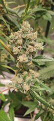 Afghani 1 .jpg