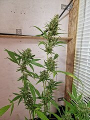 +50 Skunk NLD 2.jpg