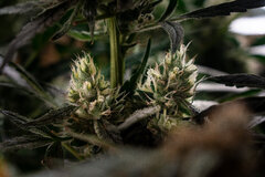 Y Griega CBD